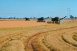 Rice, hay swather, fields, mechanization, machines, harvesting, Windrower, FMNV04P03_09.0950