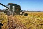 Rice, hay swather, fields, mechanization, machines, harvesting, harvester, Windrower, FMNV04P03_11