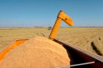 Rice, fields, mechanization, machines, harvesting, harvester, FMNV04P03_12.0950