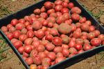 Potatoes, spuds, Occidental, Sonoma County, California, FMNV04P04_02.0839