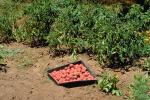 Potatoes, spuds, Occidental, Sonoma County, California, FMNV04P04_03.0950
