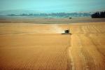 Harvesting Wheat with Mechanized Combines, John Deere Turbo 6622 Combine, farmfield, wheat field, golden amber waves of grain, swather, windrower, FMNV04P05_04.0950