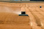 Harvesting Wheat with Mechanized Combines, John Deere Turbo 6622 Combine, farmfield, wheat field, golden amber waves of grain, swather, windrower, FMNV04P05_05.0839