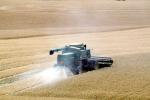 Harvesting Wheat with Mechanized Combines, John Deere Turbo 6622 Combine, farmfield, wheat field, golden amber waves of grain, swather, windrower, FMNV04P05_15
