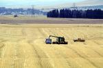 Harvesting Wheat with Mechanized Combines, John Deere Turbo 6622 Combine, farmfield, wheat field, golden amber waves of grain, swather, windrower, FMNV04P05_16