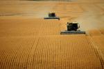 Harvesting Wheat with Mechanized Combines, John Deere Turbo 6622 Combine, farmfield, wheat field, golden amber waves of grain, swather, windrower, FMNV04P05_18.0950