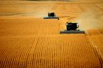 Harvesting Wheat with Mechanized Combines, John Deere Turbo 6622 Combine, farmfield, wheat field, golden amber waves of grain, swather, windrower, FMNV04P05_18B
