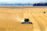 Harvesting Wheat with Mechanized Combines, John Deere Turbo 6622 Combine, farmfield, wheat field, golden amber waves of grain, swather, windrower, FMNV04P06_03