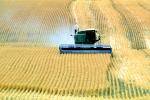 Harvesting Wheat with Mechanized Combines, John Deere Turbo 6622 Combine, farmfield, wheat field, golden amber waves of grain, swather, windrower, FMNV04P06_06