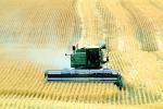 Harvesting Wheat with Mechanized Combines, John Deere Turbo 6622 Combine, farmfield, wheat field, golden amber waves of grain, swather, windrower, FMNV04P06_07
