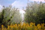 Apple Orchard, Water Sprinklers, Irrigation, Columbia River Basin, Washington State