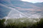 Apple Orchard, Water Sprinklers, Irrigation, Columbia River Basin, Washington State, FMNV04P07_06.0950