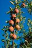 Apple Orchard, Columbia River Basin, Washington State, FMNV04P07_10.0839