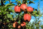 Apple Orchard, Columbia River Basin, Washington State, FMNV04P07_11.0950