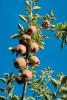 Apple Orchard, Columbia River Basin, Washington State, FMNV04P07_12.0950