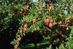 Apple Orchard, Columbia River Basin, Washington State, FMNV04P07_13.0839