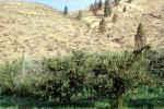 Apple Orchard, along the Columbia River
