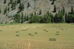 Hay Bales, fields, trees, FMNV04P08_17.0950