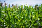 Corn Stalks, Field, Cornfield, Corn, FMNV04P09_05.0950