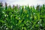 Corn Stalks, Field, Cornfield, Corn, FMNV04P09_05