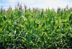 Corn Stalks, Field, Cornfield, Corn, FMNV04P09_06.0840