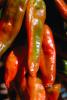 Chili Pepper, FMNV04P09_10.0950