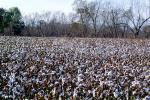Cotton Fields, plants, Alabama, FMNV04P09_11