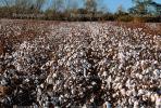 Cotton Fields, plants, Alabama