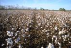 Cotton Fields, plants, Alabama, FMNV04P09_13.0950