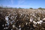 Cotton Fields, plants, Alabama, FMNV04P09_14.0950