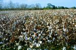 Cotton Fields, plants, Alabama, FMNV04P09_15