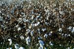 Cotton Fields, plants, Alabama, FMNV04P09_17