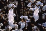 Cotton Fields, plants, Alabama, FMNV04P10_02.0950