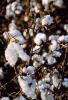 Cotton Fields, plants, Alabama, FMNV04P10_03.0950