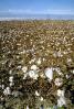 Cotton Fields, plants, Alabama, FMNV04P10_13.0169