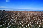 Cotton Fields, plants, Alabama, FMNV04P10_14