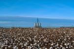 Cotton Fields, plants, Alabama, FMNV04P10_15.0950