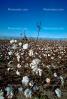 Cotton Fields, plants, Alabama, FMNV04P10_16.0840