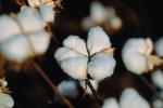 Cotton Fields, plants, Alabama, FMNV04P10_18.0950