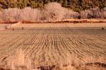 rows after harvest, Utah, FMNV05P01_01.0950