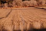 rows after harvest, FMNV05P01_02.0950