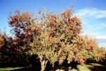 orchard, tree, FMNV05P03_05