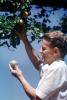 Man Picking Apples, retro, 1950s, FMNV05P04_02