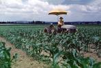 Man on Tractor in Corn Field, Cornfield, Corn, 1940s, FMNV05P05_04