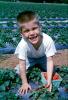 Boy picking Strawberries, 1960s