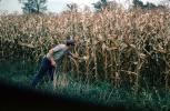 Corn, Corn Stalks, Field, Cornfield