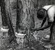 Rubber Trees, sap, 1950s, FMNV05P07_14