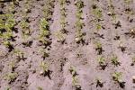 Lettuce, Dirt, soil, FMNV05P09_12.0951