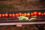 Tomatoes, FMNV05P09_15.0951