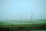 Cold Foggy Winter Morning, Tule Fog, FMNV05P10_01.0951